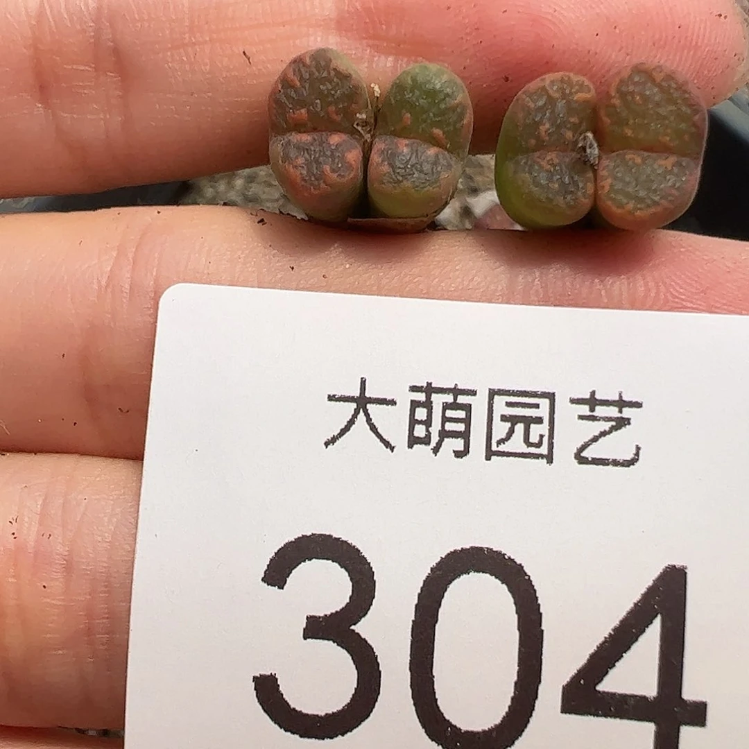 0000304量拍橙子帕迪勋章双头2颗