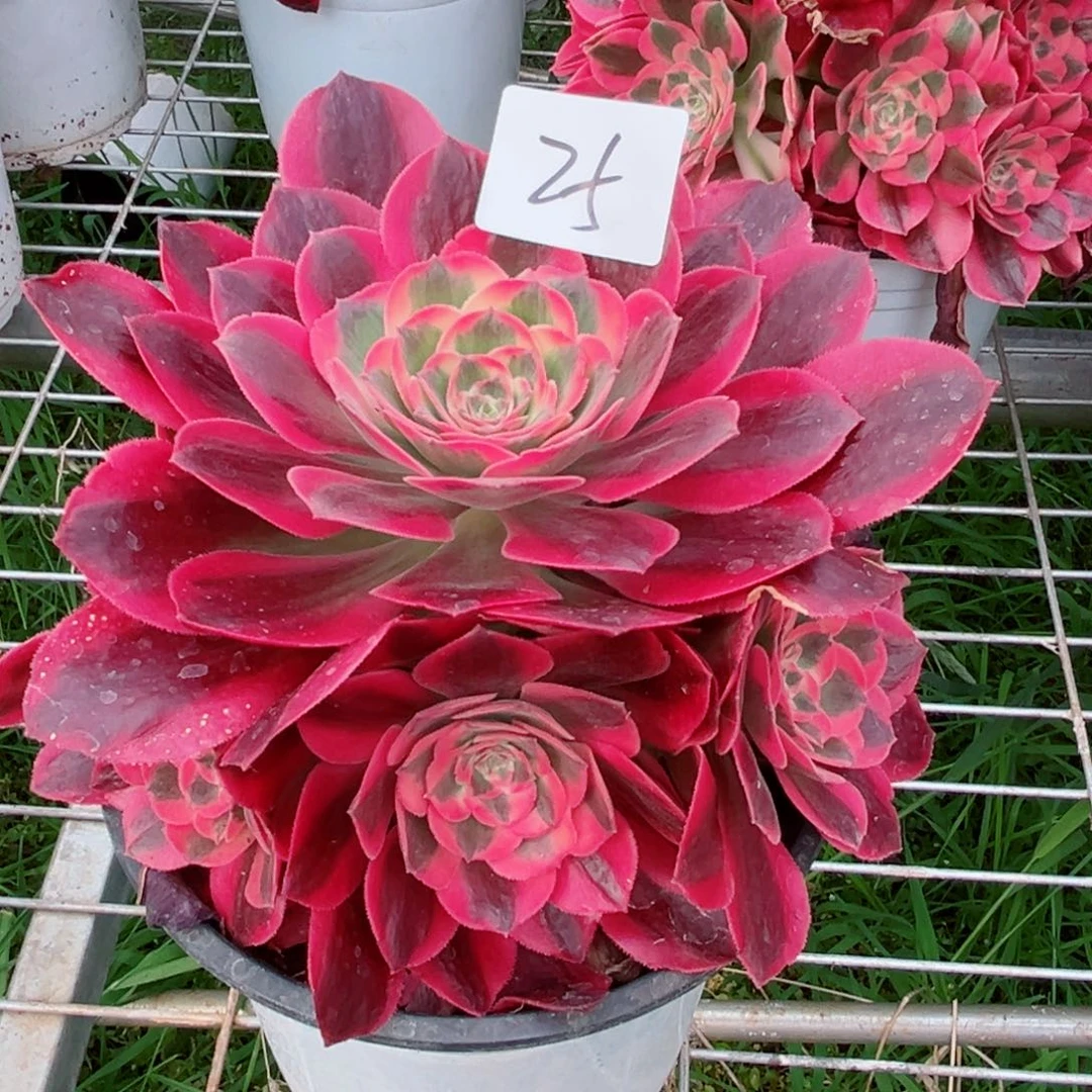 一物一拍多肉法师21