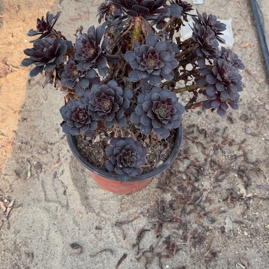 705黑铜壶法师多肉植物