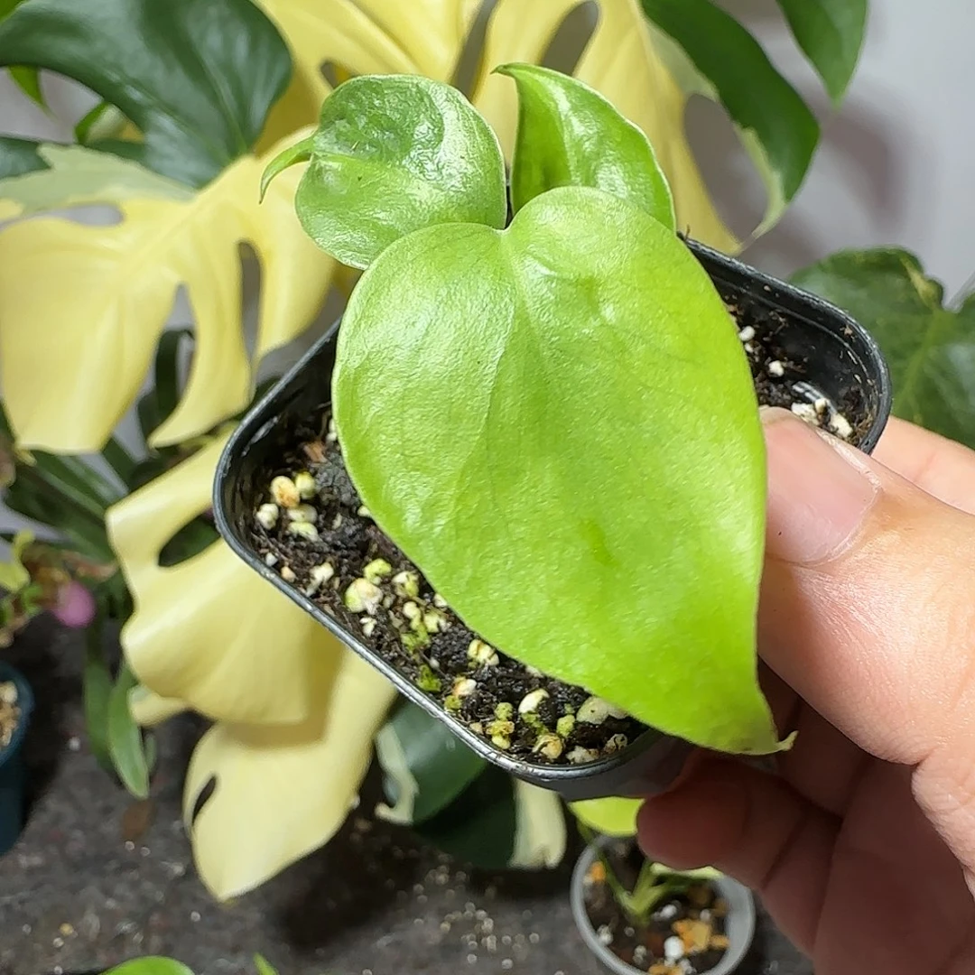 大***东不开花植物龟背竹
