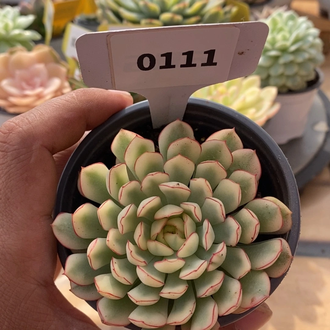 0111梦幻玫瑰哈哈哈