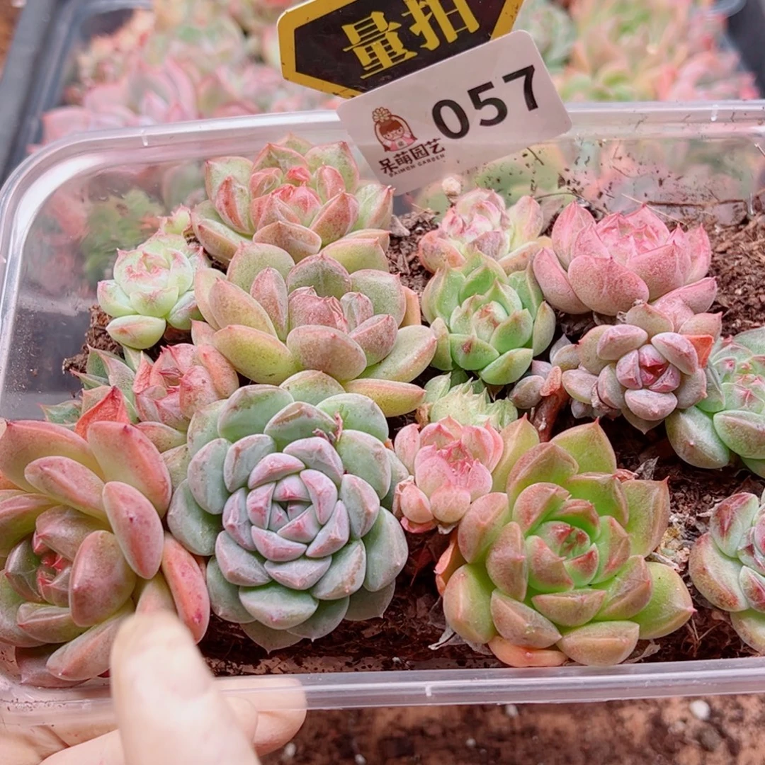 多肉植物多肉植物
