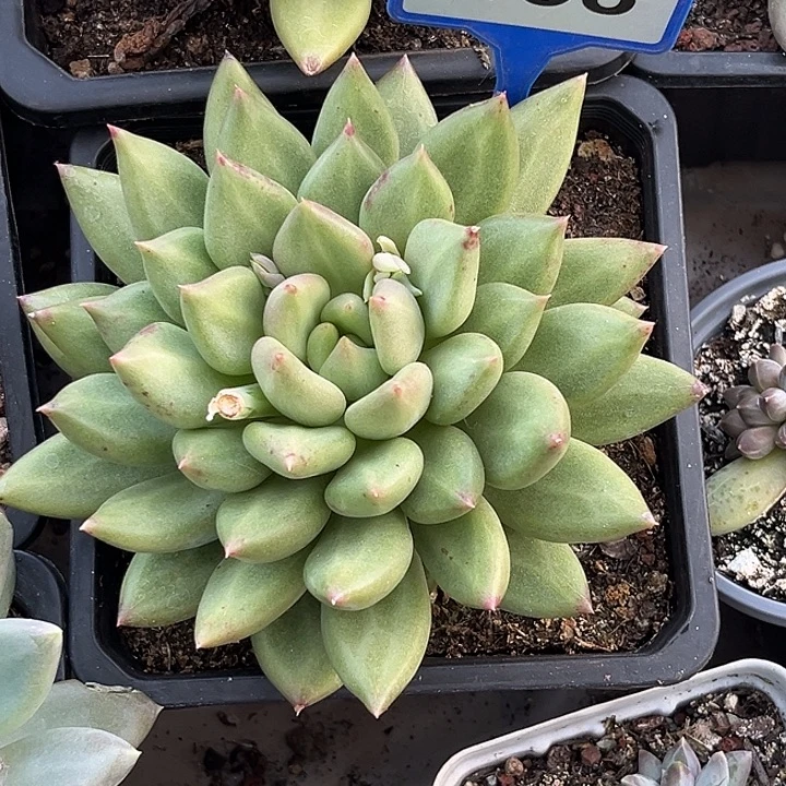 多肉植物米其林138