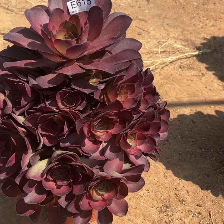 梦*615魅金玫瑰多肉植物