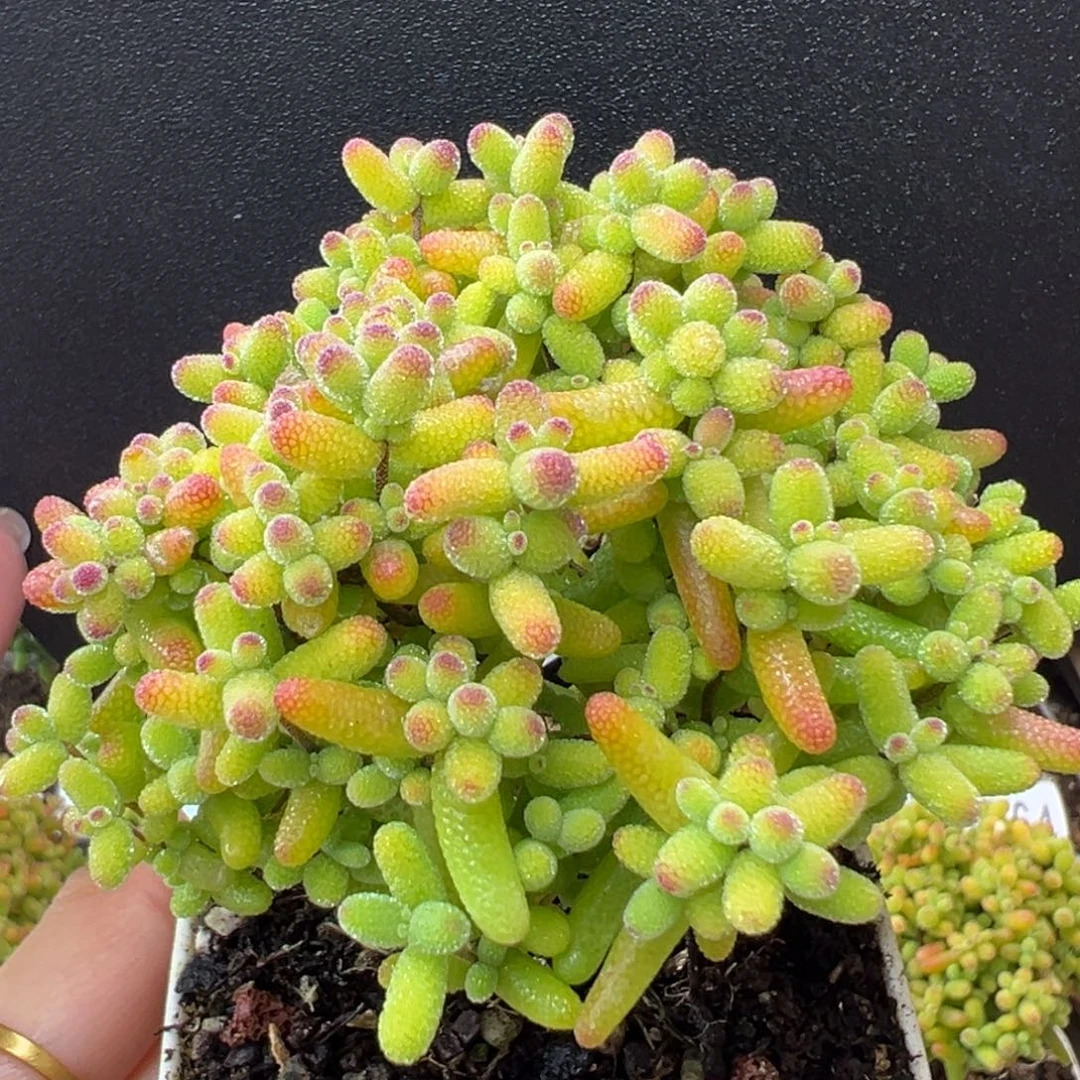 dy5773直杆双叉精控金桔糖球冠幅7.5cm