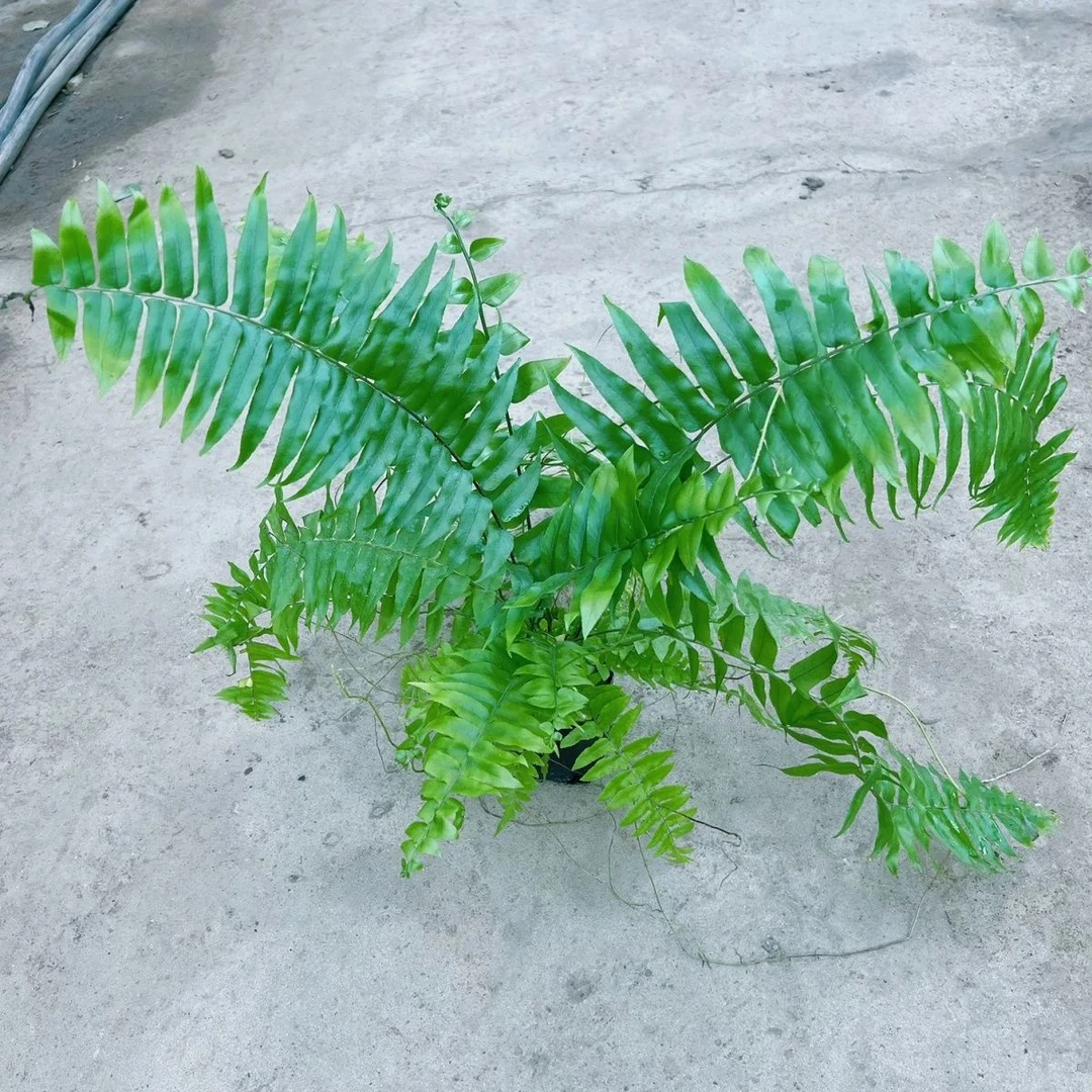 110口径霸王蕨室内高端垂吊绿植花卉盆栽蕨类植物，雨林造景