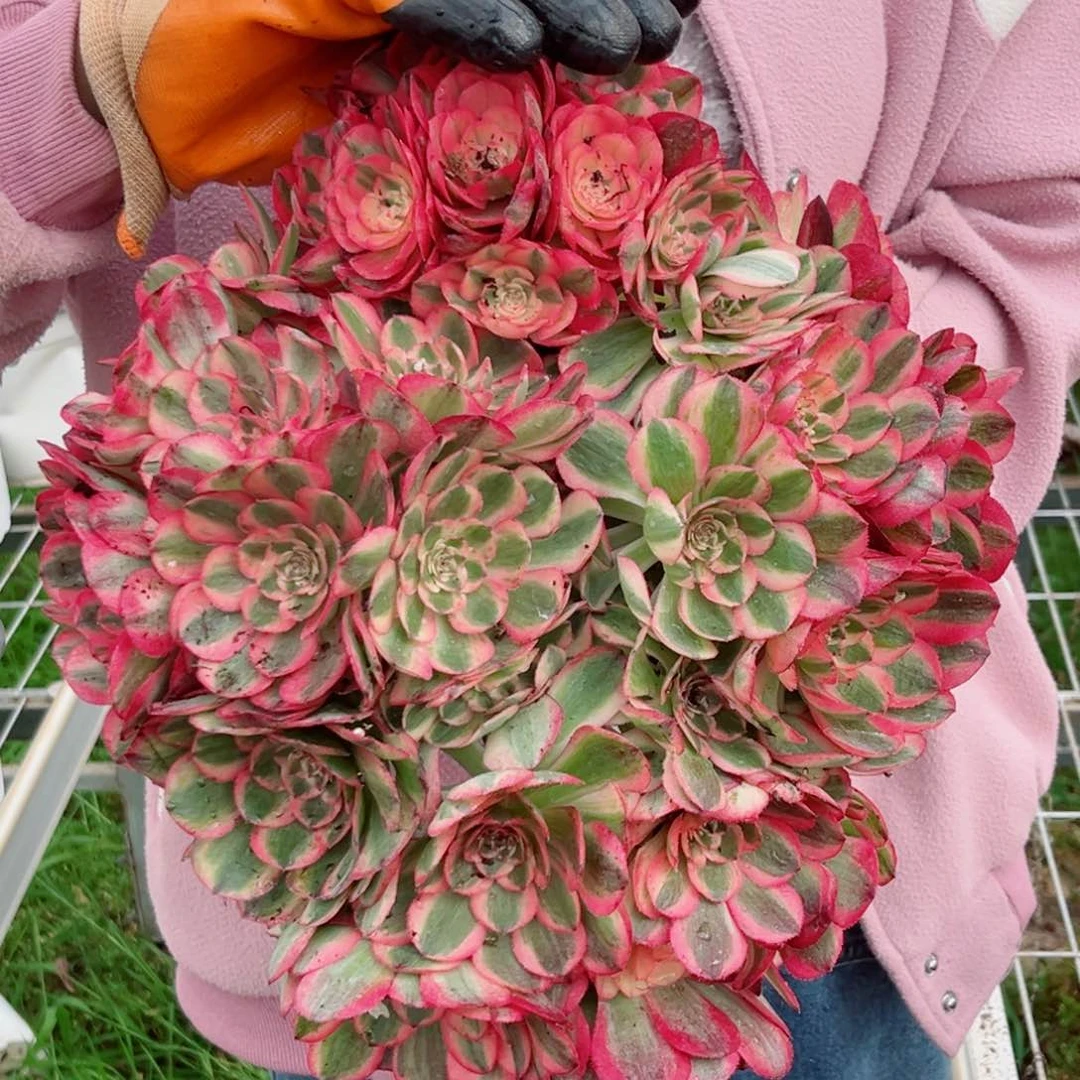 小号荔枝量拍多肉法师