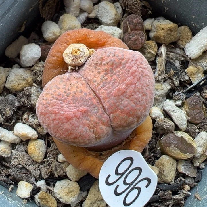 996干111斤1111111111