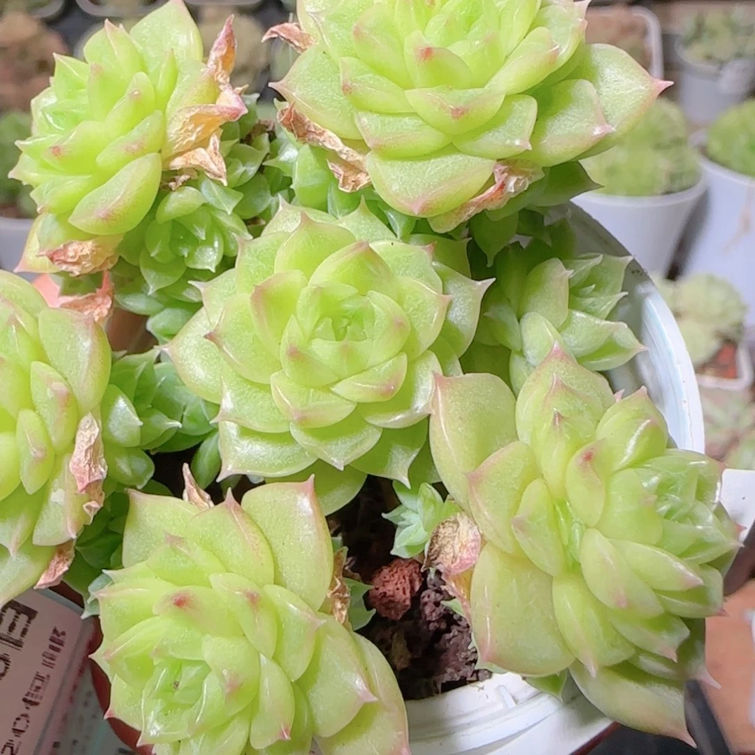 花语逸镜1028-48整