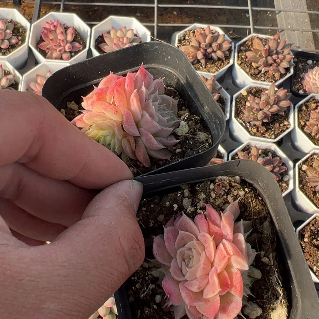 据说是虾饺杂交三头群到手1颗