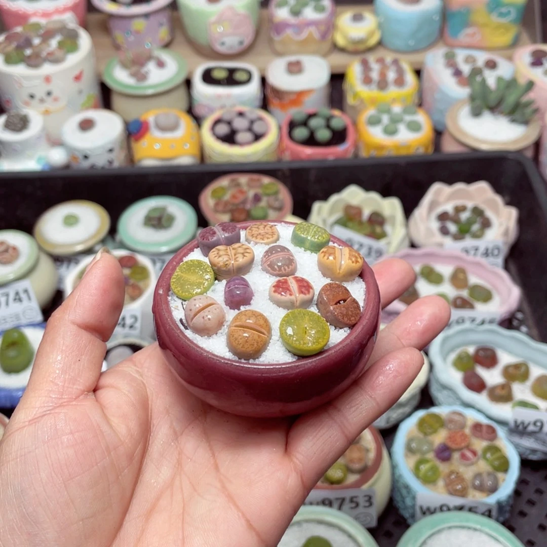 w9757 -零下地区拍保温箱-15支持寄养