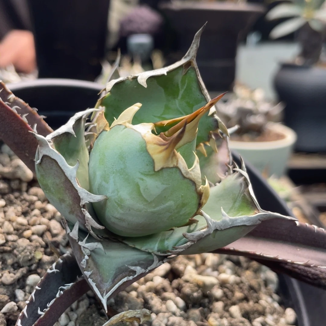 變異蕾絲888888888888