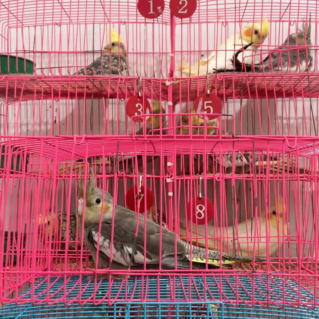 玄凤鹦鹉/鸡尾鹦鹉
