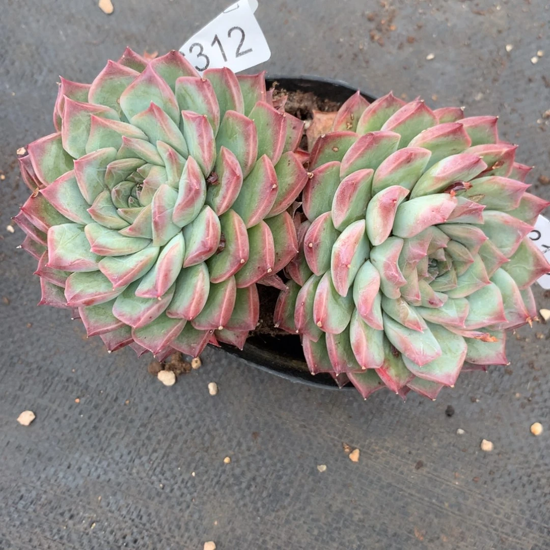 清*6312-6313两颗有叶伤不售后8厘米