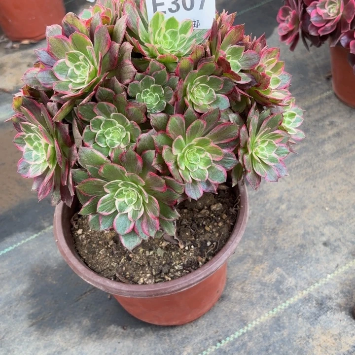 瑞妈，，，。。。。307万花筒，