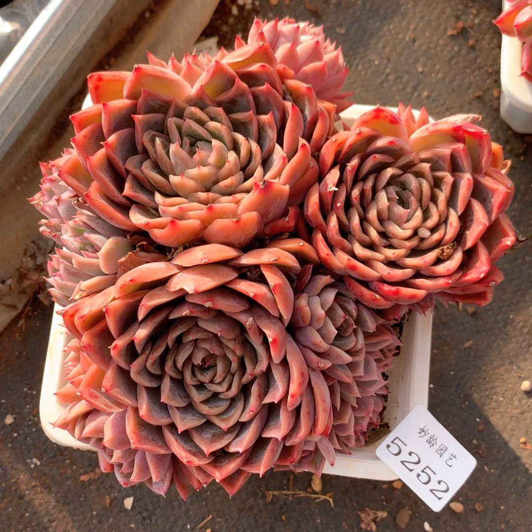 5252杂交多肉植物基地