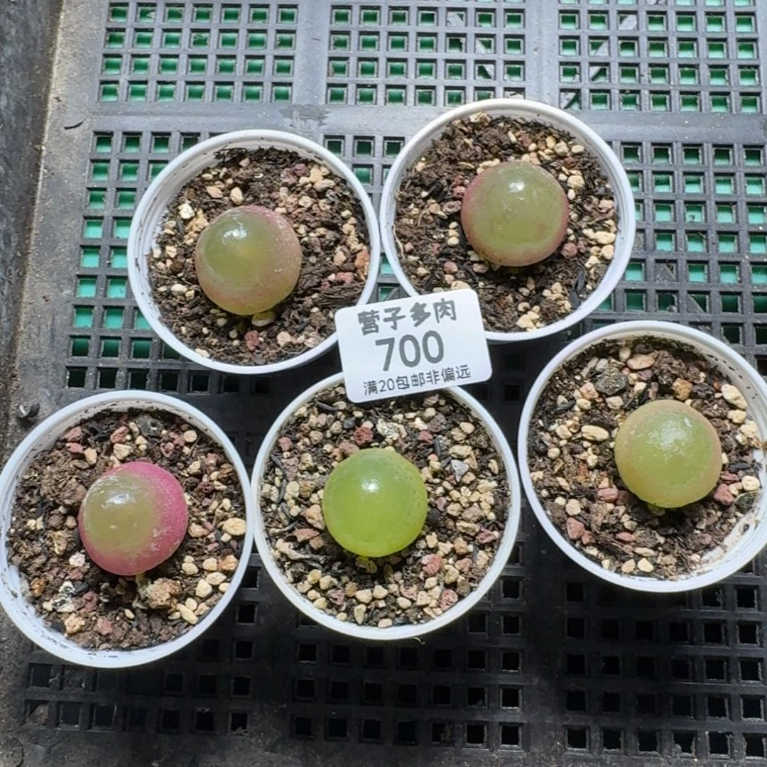 菁***色带盆土