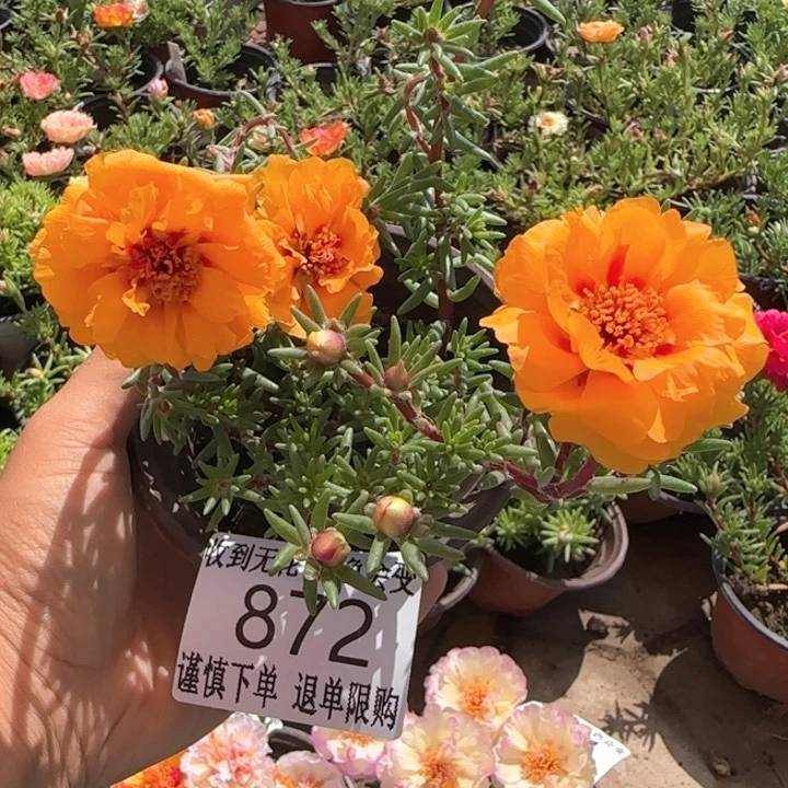 全部花朵872超小苗盆口10cm