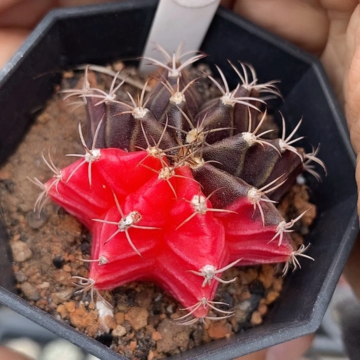 仙人球满28包邮盆5公分米哈锦