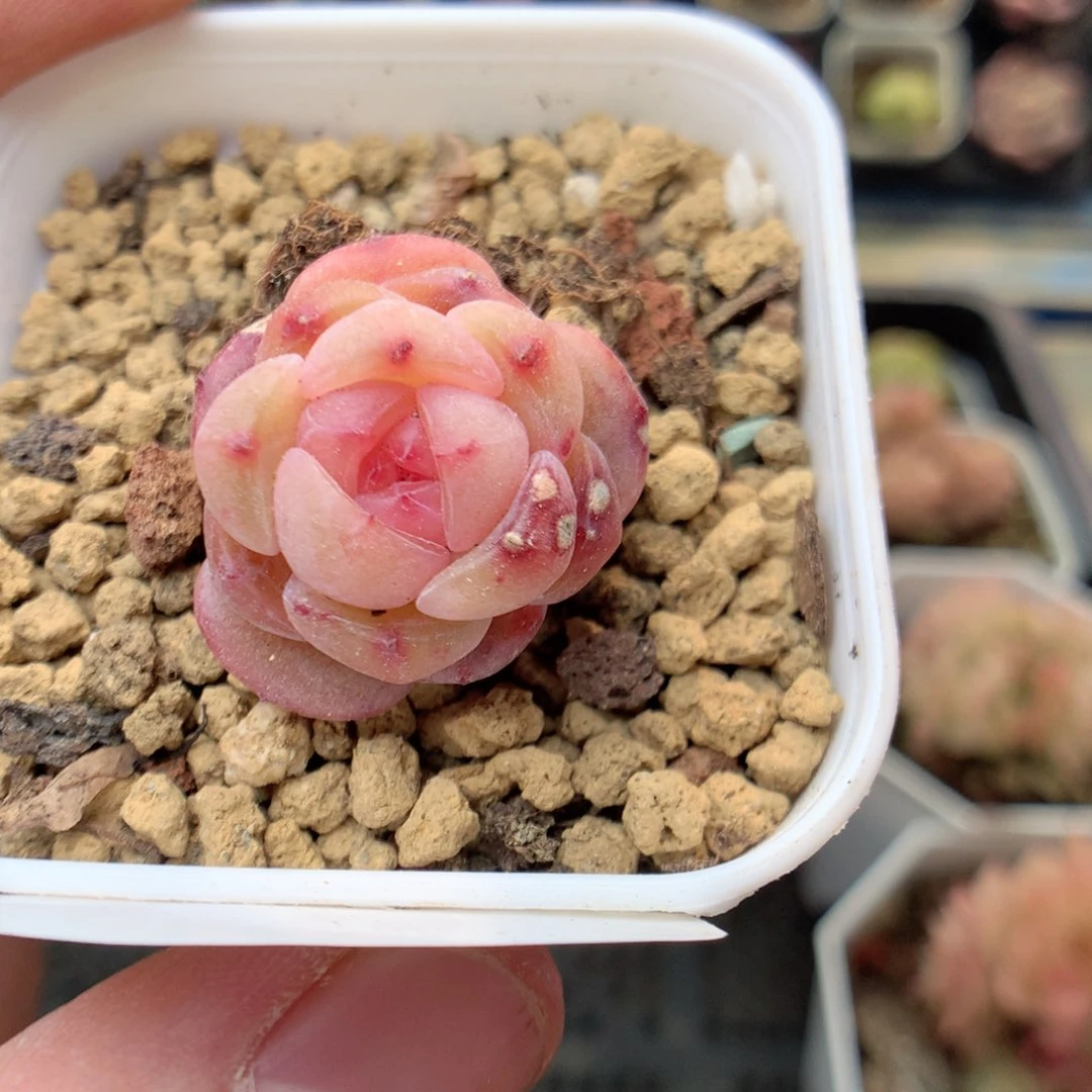 F189 ，20包邮两天凑单偏远地区不发货