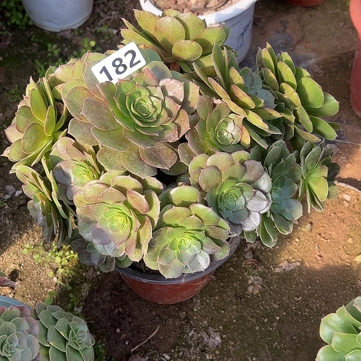 多肉植物万圣节182