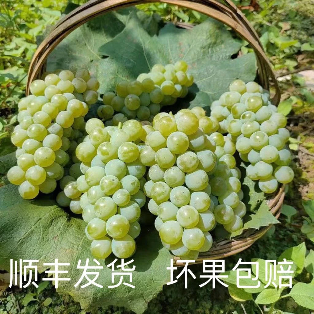 水晶葡萄新鲜贵州绿葡萄青葡萄甜当季农家水果现摘新鲜