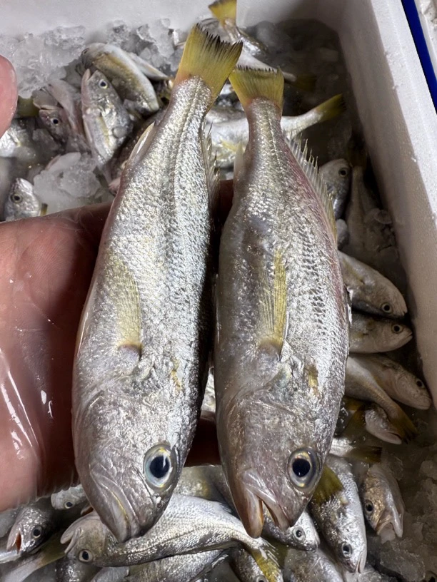 广东湛江 石头鱼 划仔鱼 正宗划鱼黄肚黄鳍