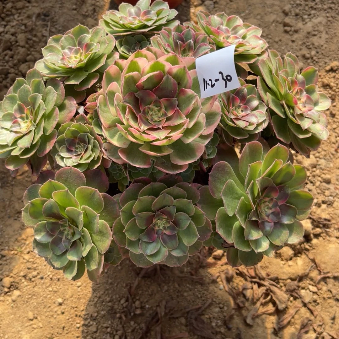 11-2-30荔枝法师锦多肉