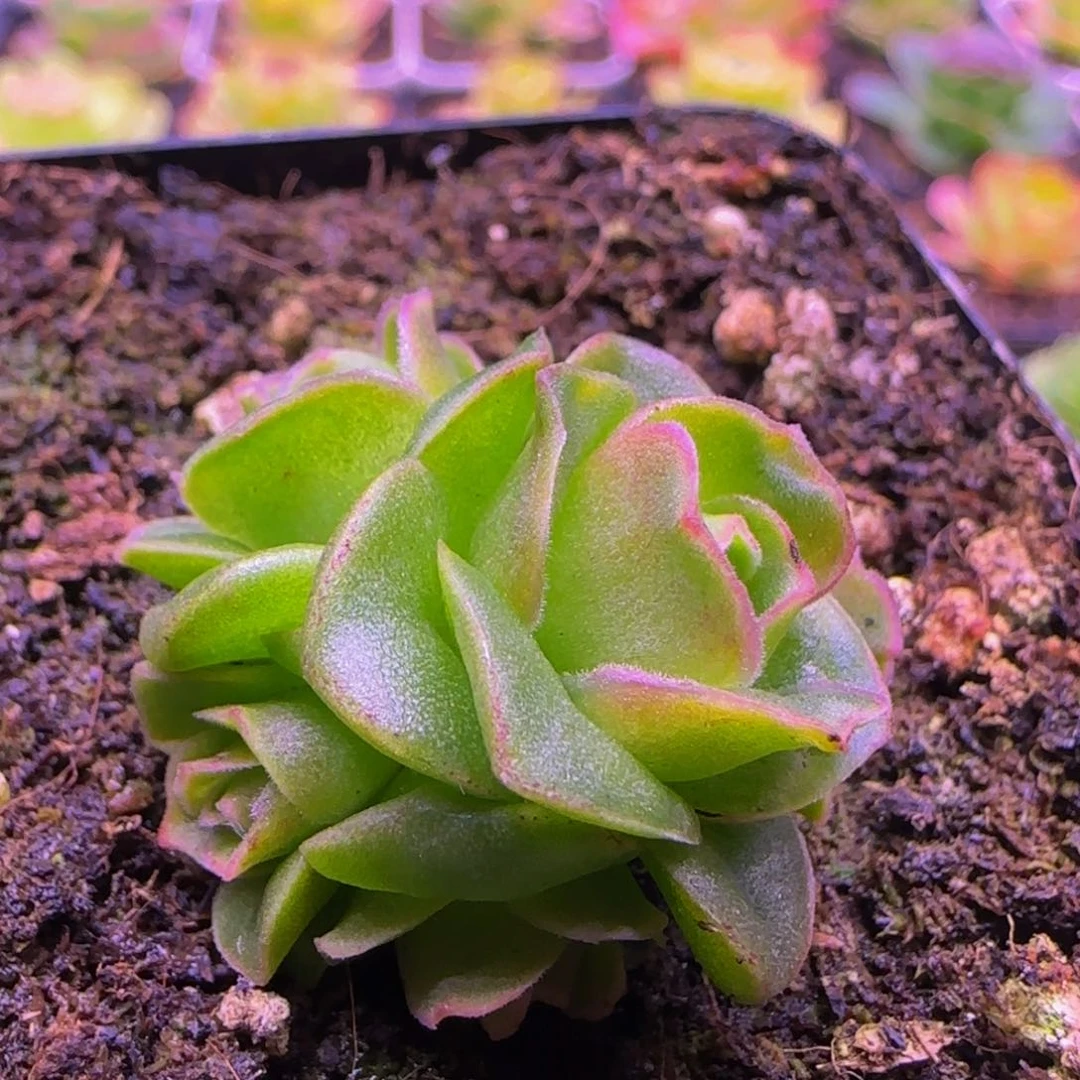 L****8福利1243538386868383883