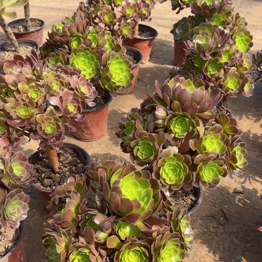 黑玫瑰12.8法师多肉木质