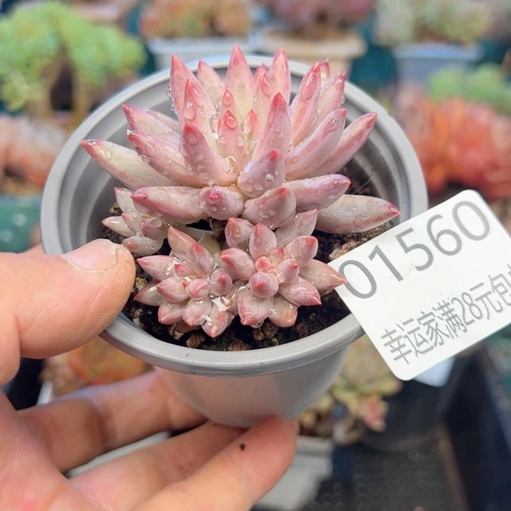 幸运的是我的朋友们都