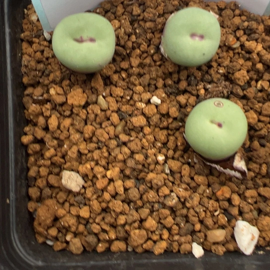 11-114肉锥多肉植物