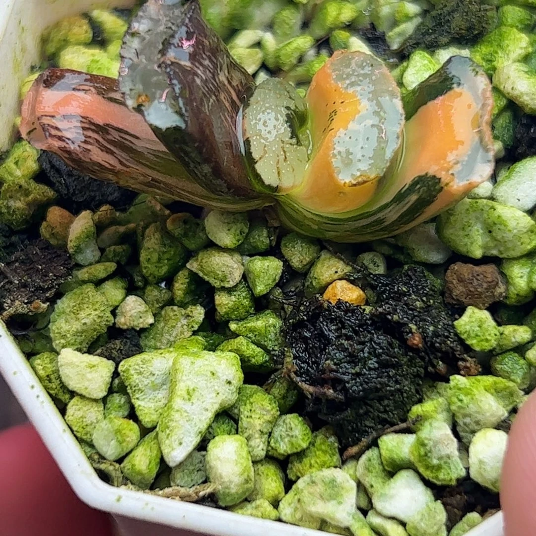 浮躁锦十二卷多肉植物园了