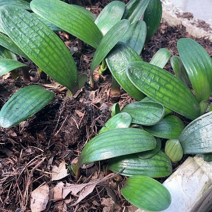 无花朵君子以自强不息而著称