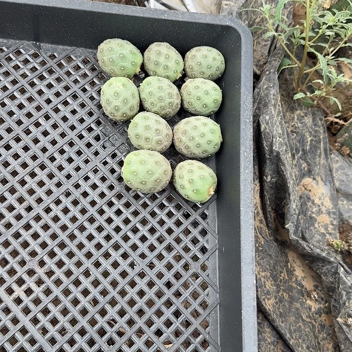 寂*无刺习之野2.5公分侧芽仙人球