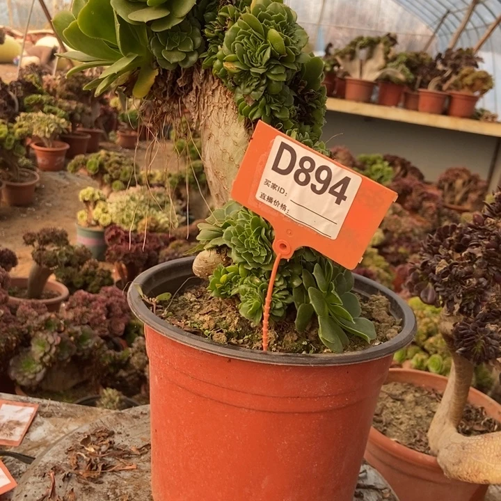 赵***赵D894绿羊绒绿杨蓉绿羊绒