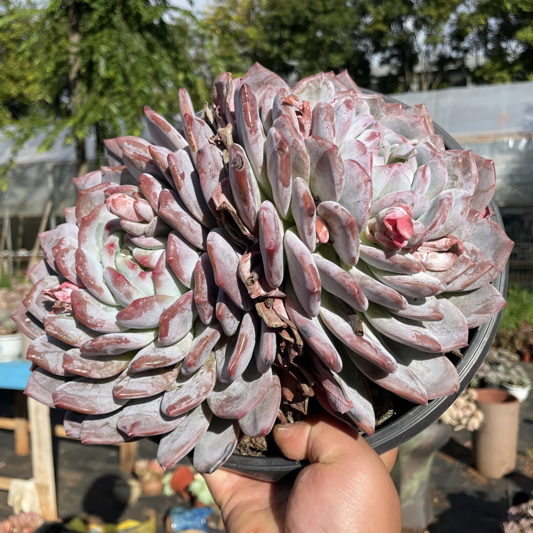 超大双头橙梦露 波妞精品多肉植物