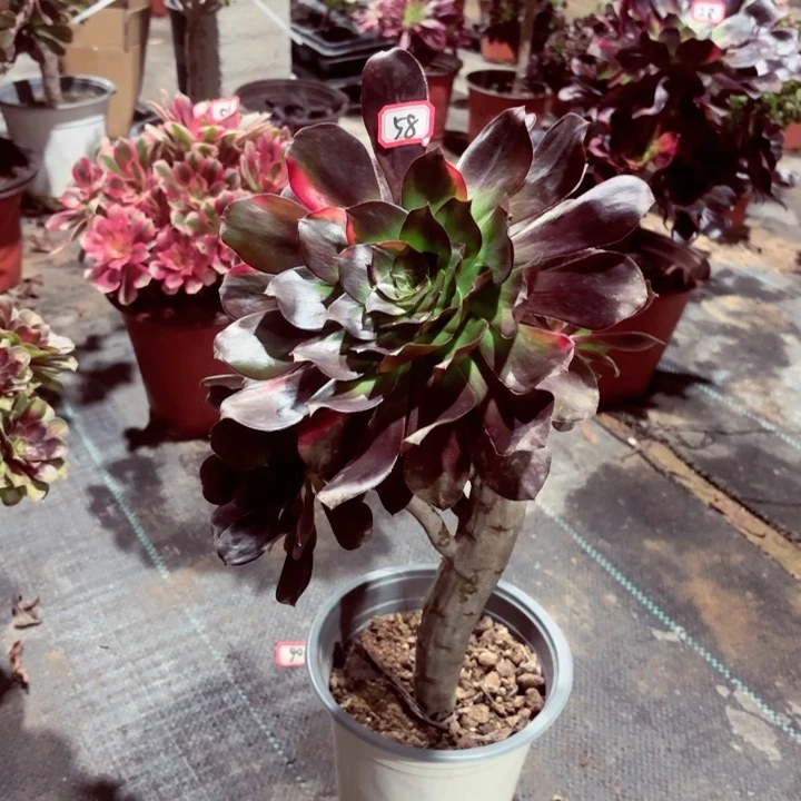 巫毒七彩妖桩58，