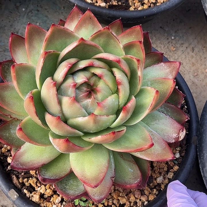 惊鸿仙子一物一拍