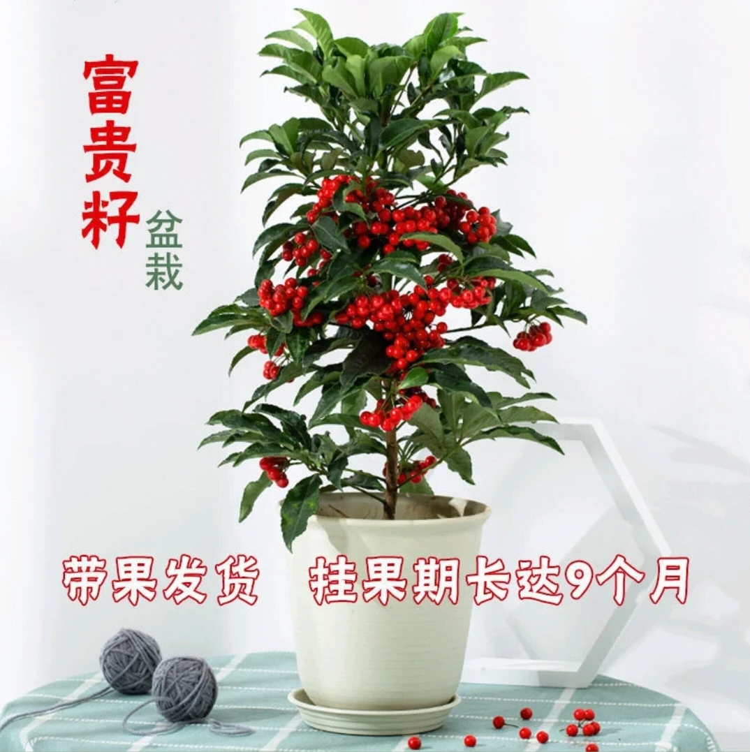 富贵籽带果盆栽万两喜庆红果花卉植物室内办公好养活绿植绿植盆栽