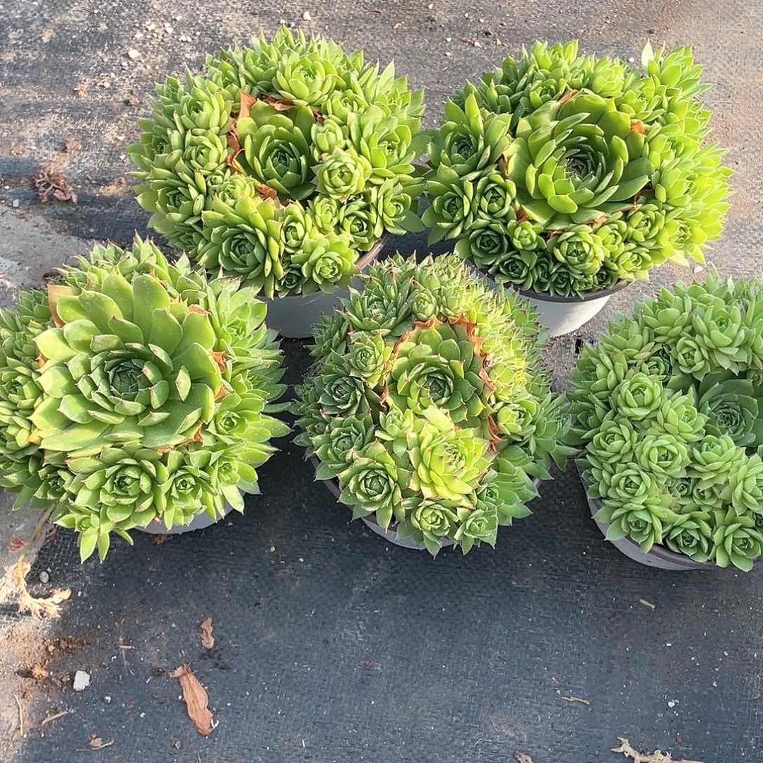 观音莲大手捧带盆发货