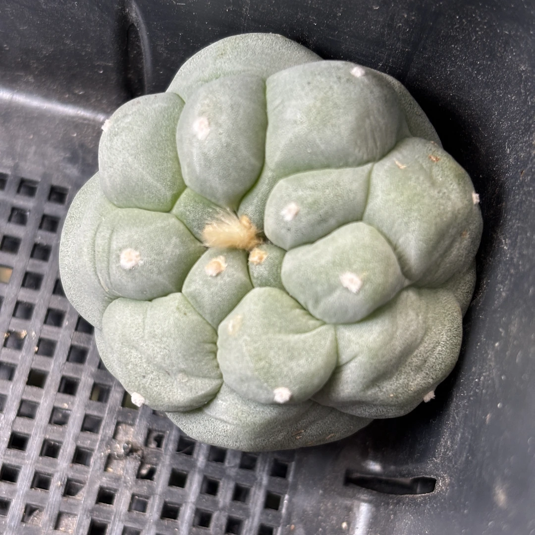 仙人球 一物一拍 海鲜 有根 DP771