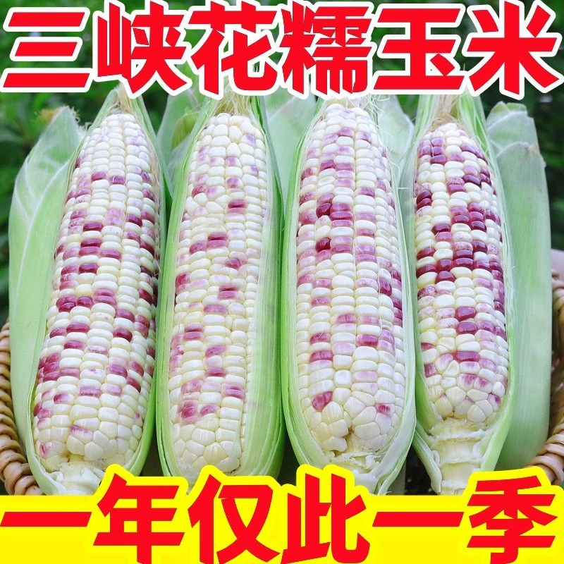 新鲜花糯玉米现摘现发颗粒即食带叶玉米棒子农家自种1斤3斤5斤9斤