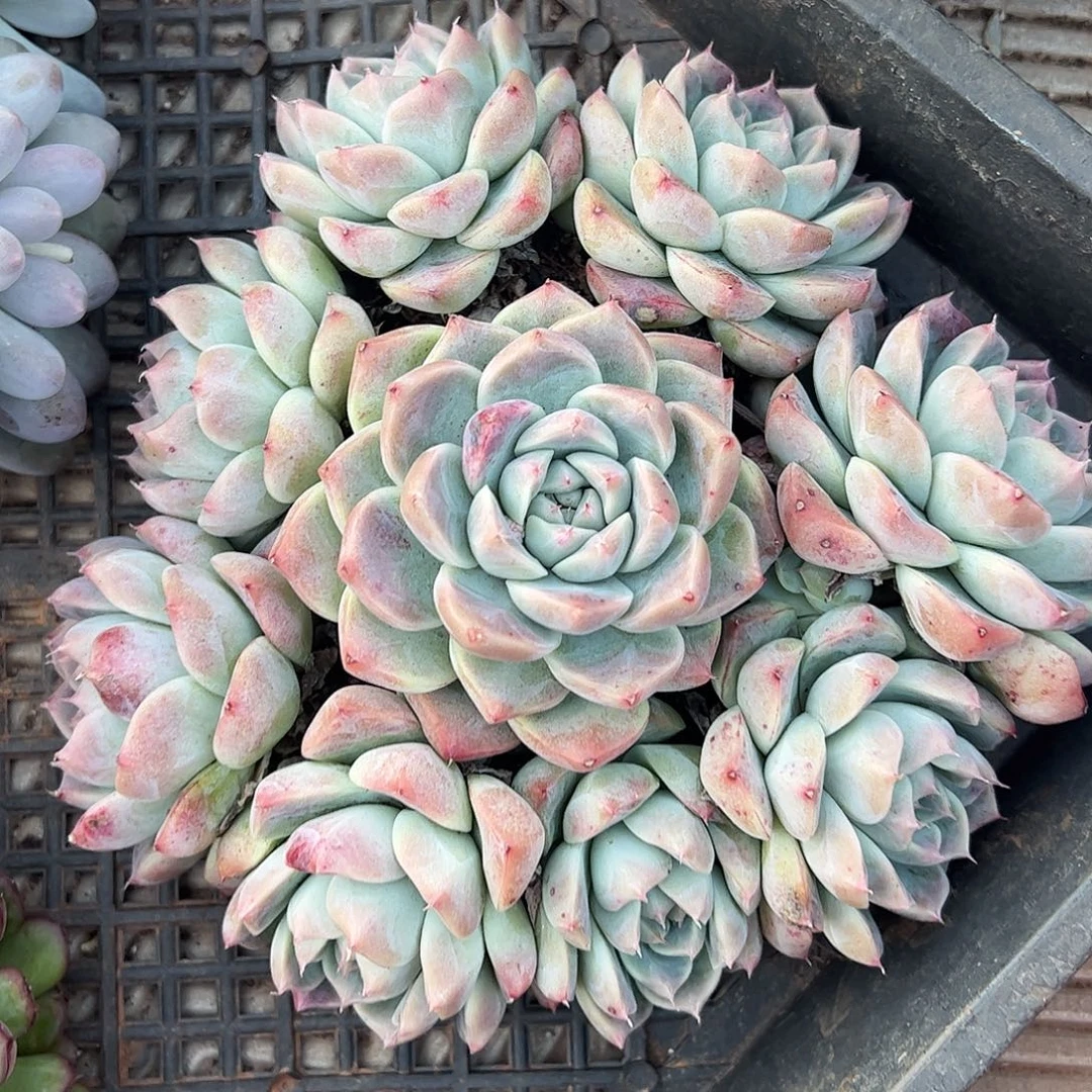 佳人手捧，一物一拍