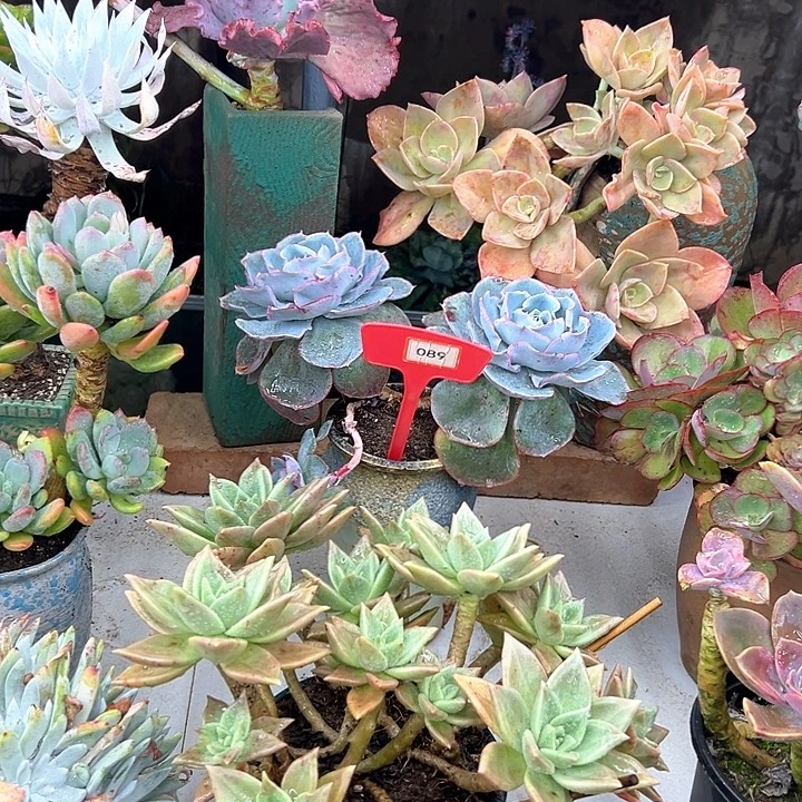 王***英达粉七多肉植物089