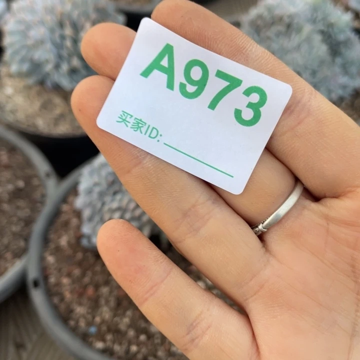 L***u哈哈哈哈哈哈哈哈哈