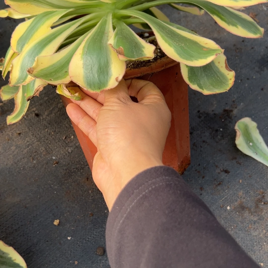 33王妃duorouxixixixi多肉