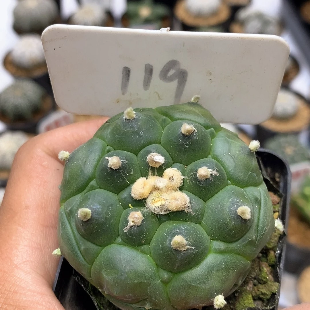 漏漏特价咯f福利了特价咯