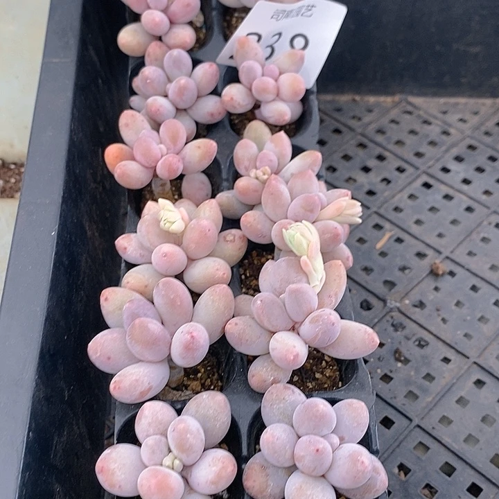 238 多肉植物盆栽花卉植物