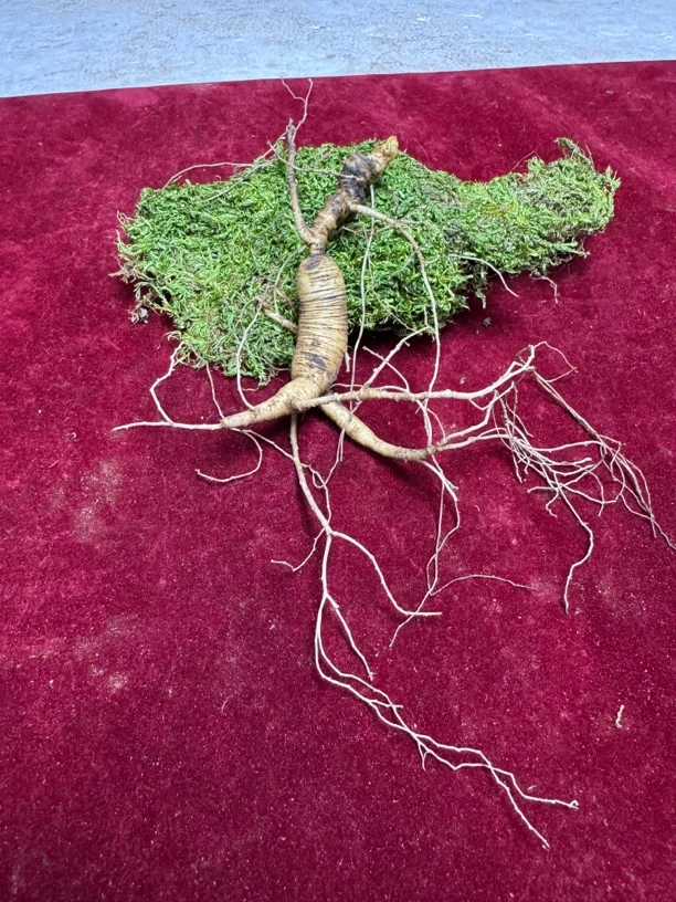 林下籽17年单支12克左右